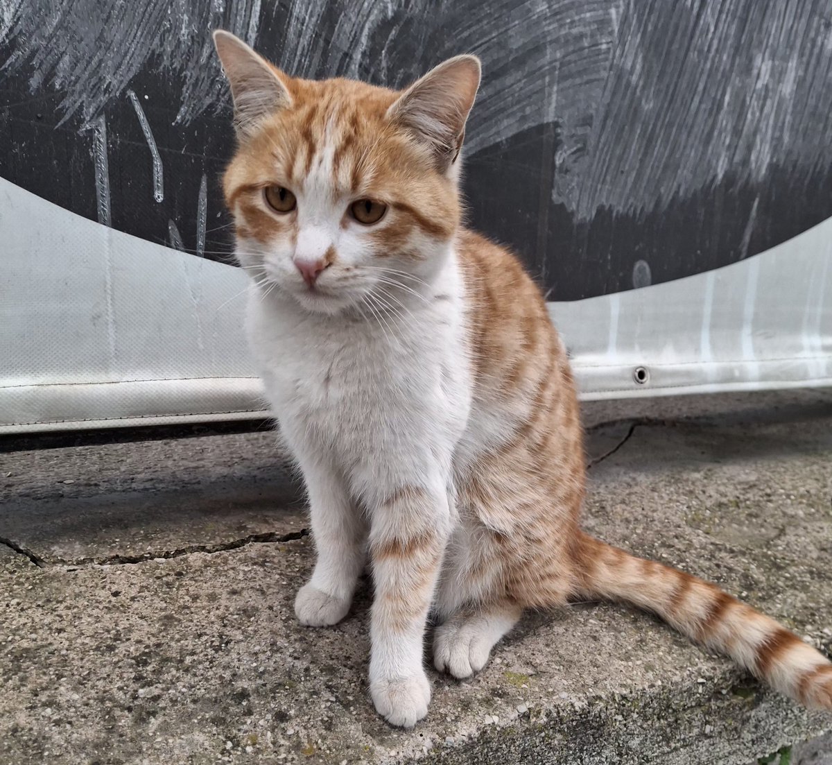 Günün "gariban duruşlu kedi" ödülünü müsadenizle kendisine veriyorum.