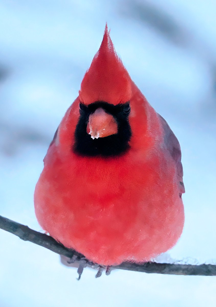 Central Park remains blanketed with snow--the perfect setting for capturing the beauty of a Northern Cardinal! Looks like he's been doing a little foraging this morning. ❤️❤️❤️ #Cardinal #CentralPark #birdcpp
