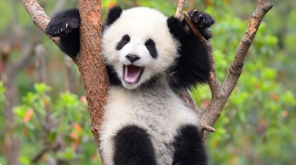 دولة آسيوية تودع آخر باندا لأول مرة منذ 1972 