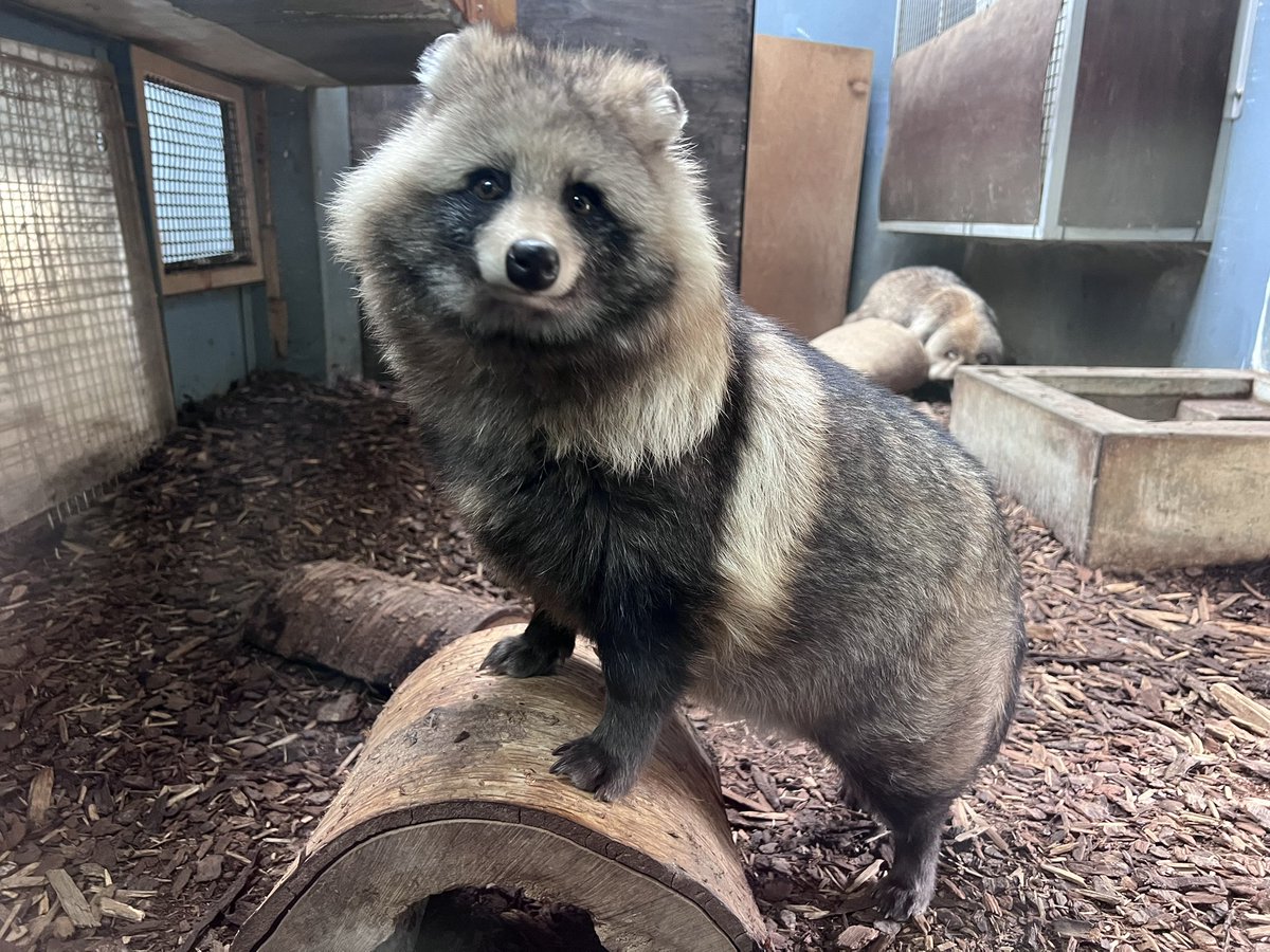 ぬぬぬ　シンメトリカ 現品お届け】ユーフォルビア シンメトリカ Euphorbia Symmetrica 4.5号