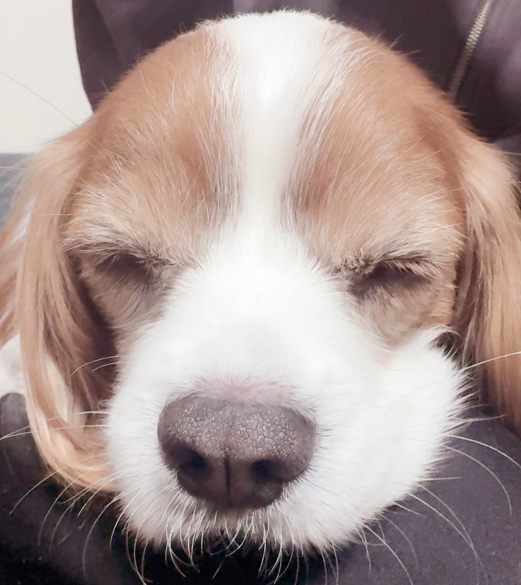 しう (@_0qllz) on Twitter photo 