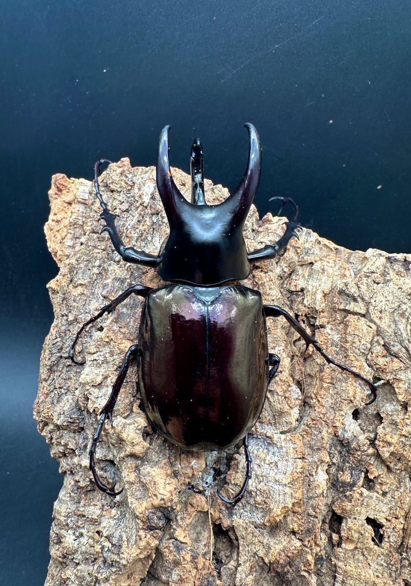 かぶぶくわわ (@mushi_lowkun) / Posts / X