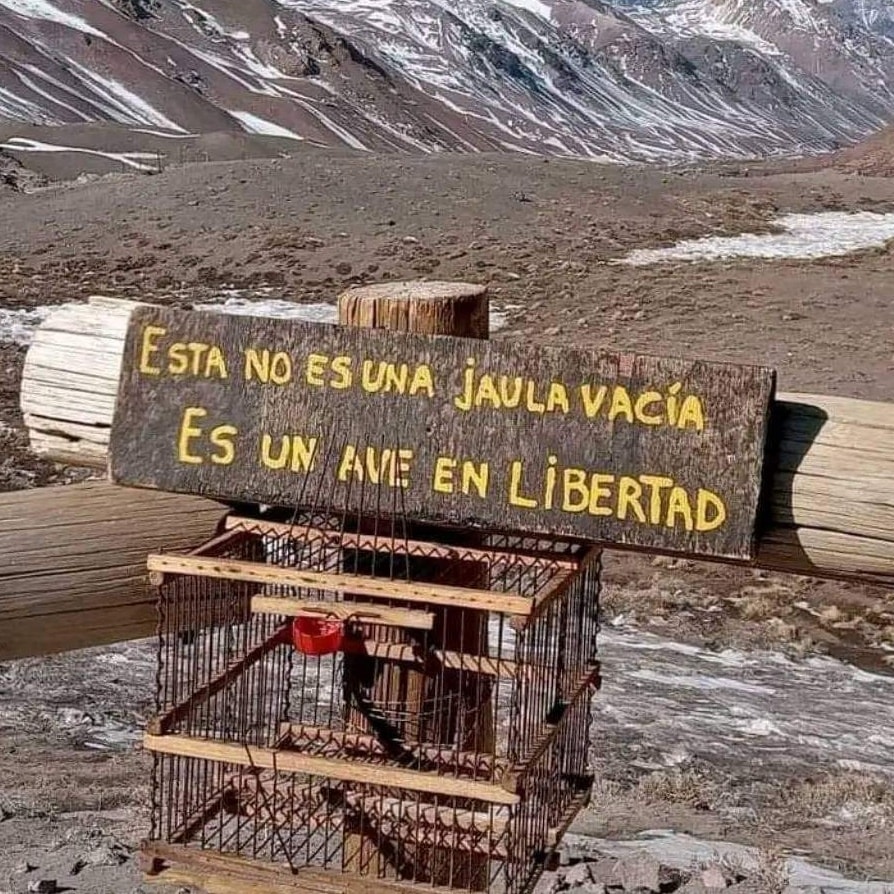 🕊️ Esta no es una jaula vacía. Es un ave en libertad🌿✨