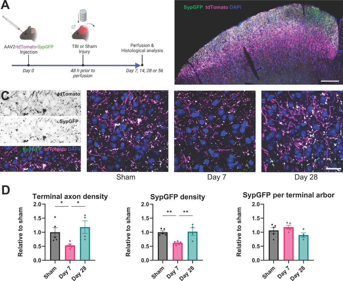 New in #JNeurosci from @a_alexandris et al: Following traumatic