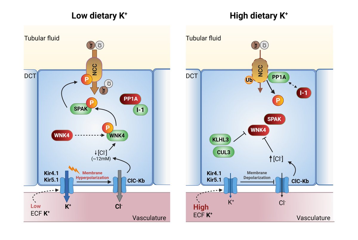How Does Dietary Potassium Influence Blood Pressure? Check out this #ASNJASN Mechanisms of Kidney Disease article: kidney.pub/JASN0988