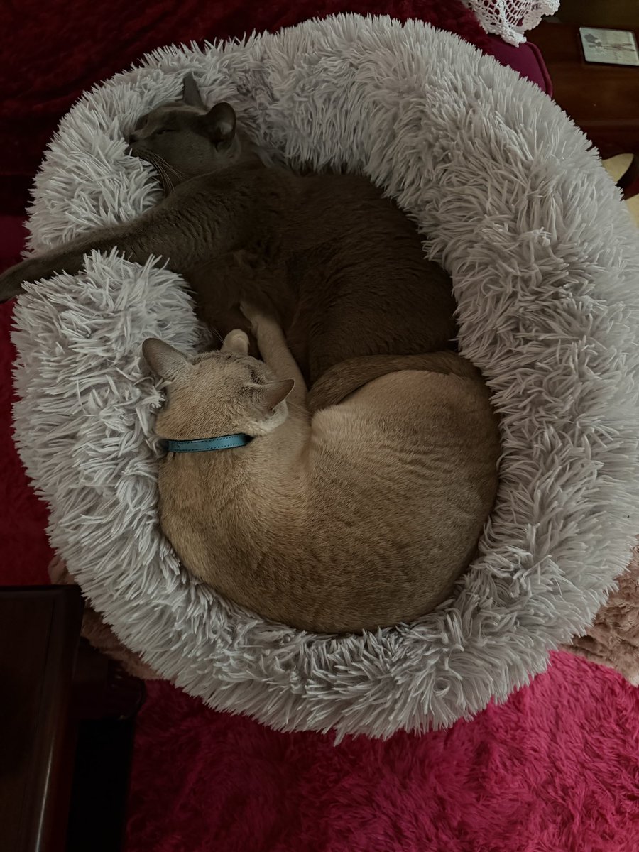GusBlueBurmCat's tweet photo. Thought I would snuggle up with my bro Teddy #CatsOnX with this wet and cold weather. https://t.co/vSDD9ApgED