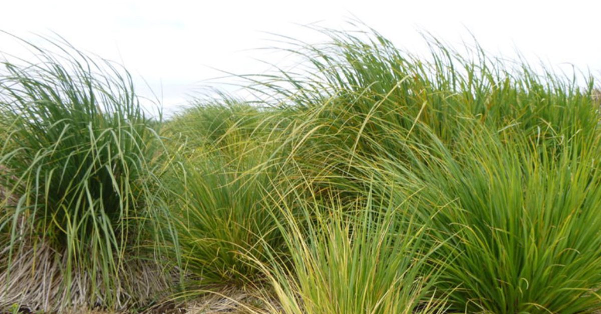 Falklands Conservation tweet media