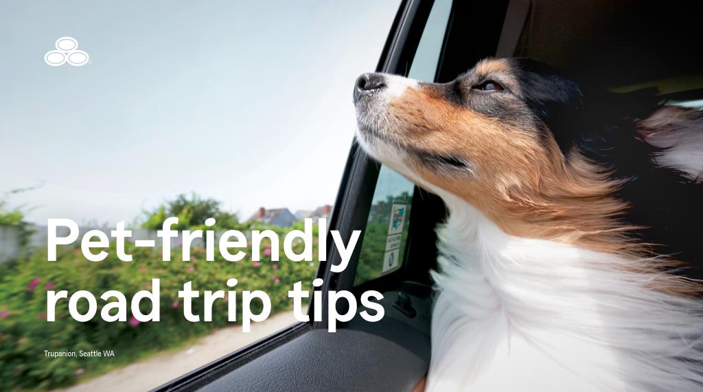 SFagentnick's tweet image. If you’re taking your four-legged best friend along for the ride this holiday season, keep these travel tips in mind for a comfortable journey. Before you head out, check in with your State Farm agent about pet insurance coverage that travels with you.

st8.fm/4oRJqkb