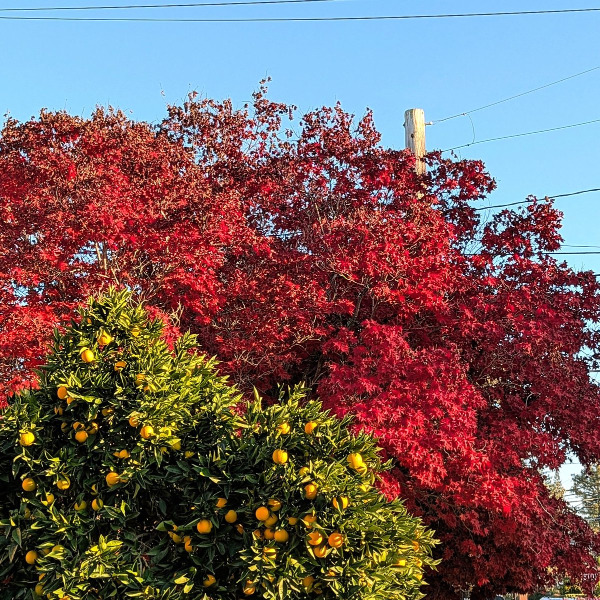 Cassian Horowitz tweet media