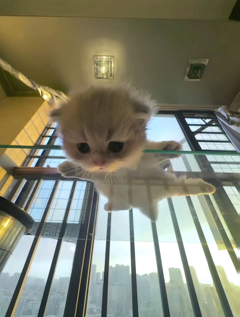 smol silly cat tweet media