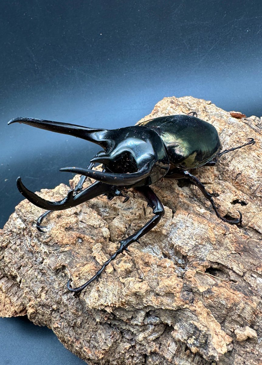 マレーコーカサスオオカブト WD Malaysia Kelantan Lojing Highland