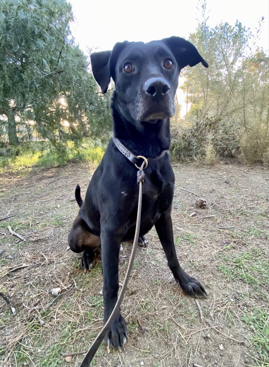 One year out of the shelter and NOT a single day in a home 😔
This is Max.
We rescued him from Corpus Christi Texas one year ago with an adopter already lined up. We believed his life was about to change. We believed he was safe. But after Max went through his heartworm treatment