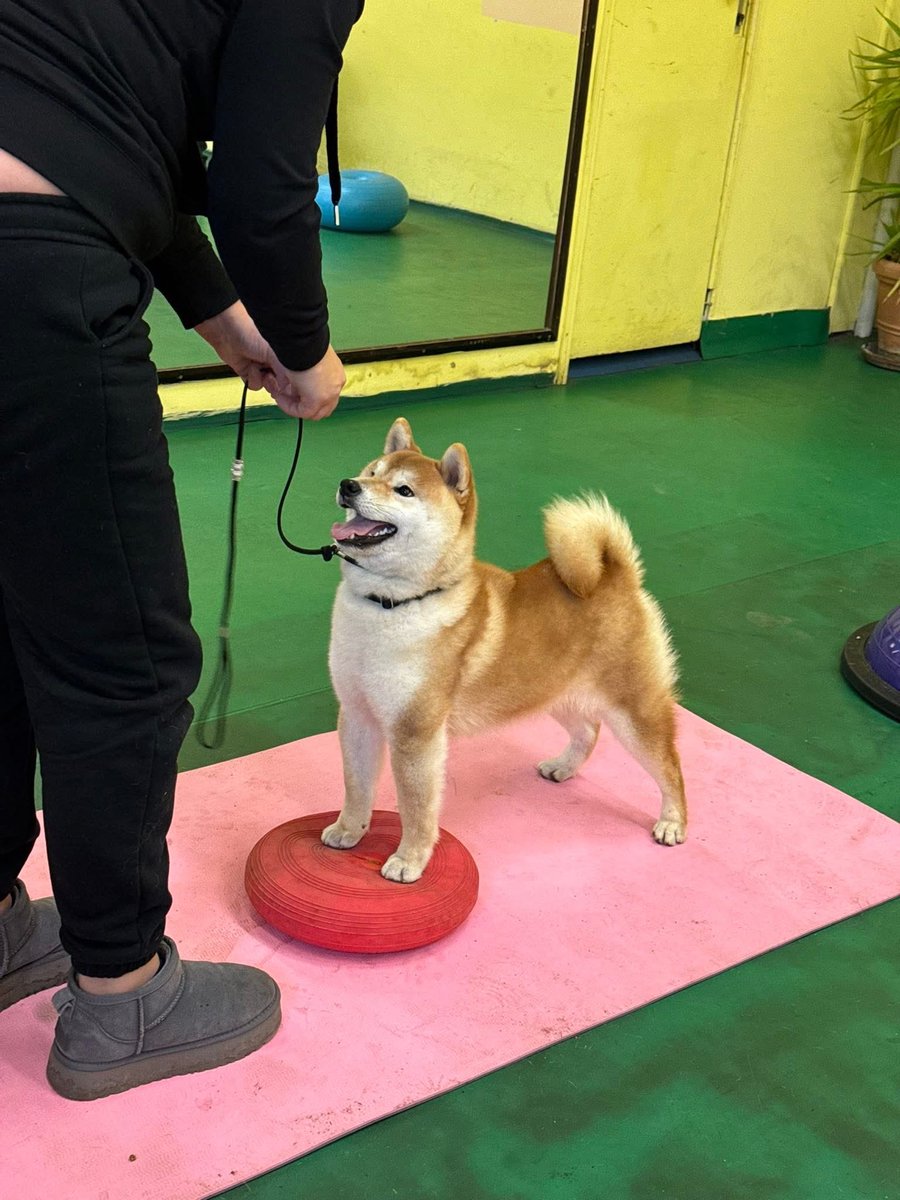 Anitadogefan's tweet photo. Some photos from our dog school 🏫 🐶 #dog #dogschool #dogshow #pets https://t.co/BD0zieO1Ti
