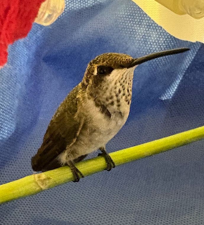 Wildlife Center of Salt Lake tweet media