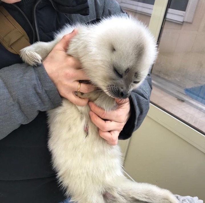 daily seals! 🦭🌊 tweet media