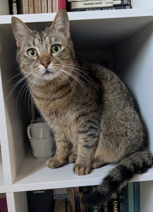 15.12.25 Perdu chat tigré à Castres (Roulandou). "Emile". Pucé. Contact : facebook.com/hoggins/ #Tarn