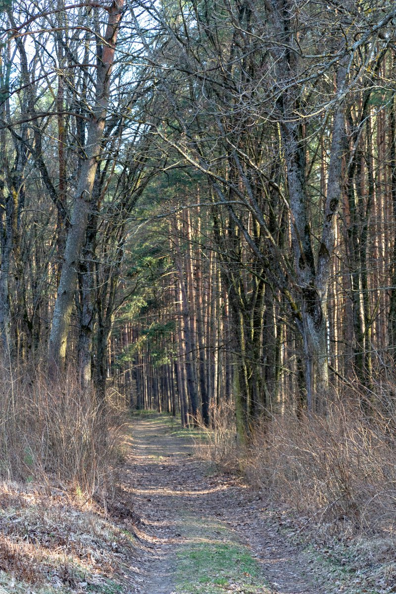 TPCMag's tweet image. Less is more.
Late season, over-blended sets can stand out just as much as sloppy ones. Keep bedding solid, cover light, and let location do the work.
💬 Do your sets get simpler as the season goes on?

#trappingtips #lateseasontactics #coyotetrapping #foxtrapping 
PC: Unsplash