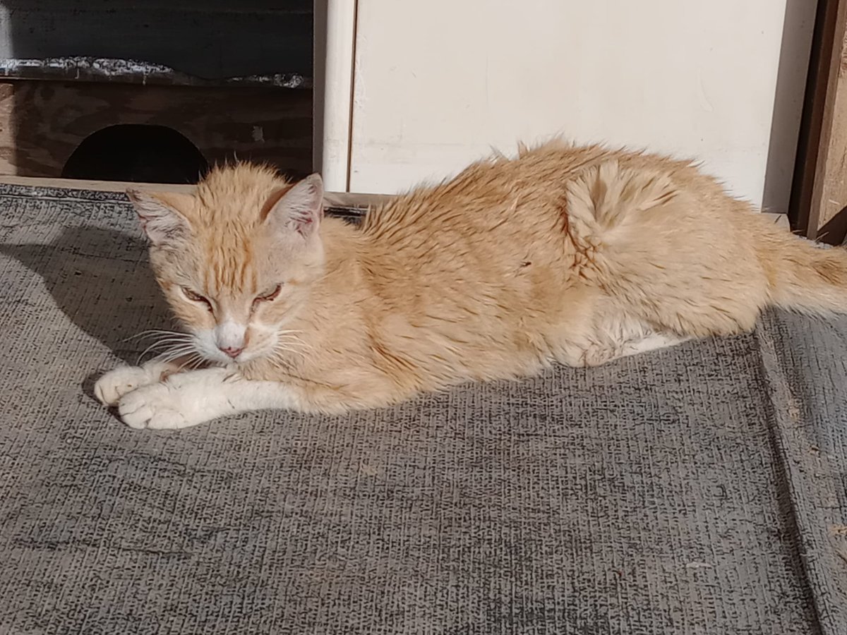 Vizquito nos ha dejado debido a la insuficiencia renal grave que tenía  y por hipertiroidismo.
En julio lo llevamos de urgencias porque un día lo encontramos apático. 
Querido Vizquito, gracias por estar siempre cerca de nosotras, esperando tus mimos, y dando tanto cariño.
#gatos