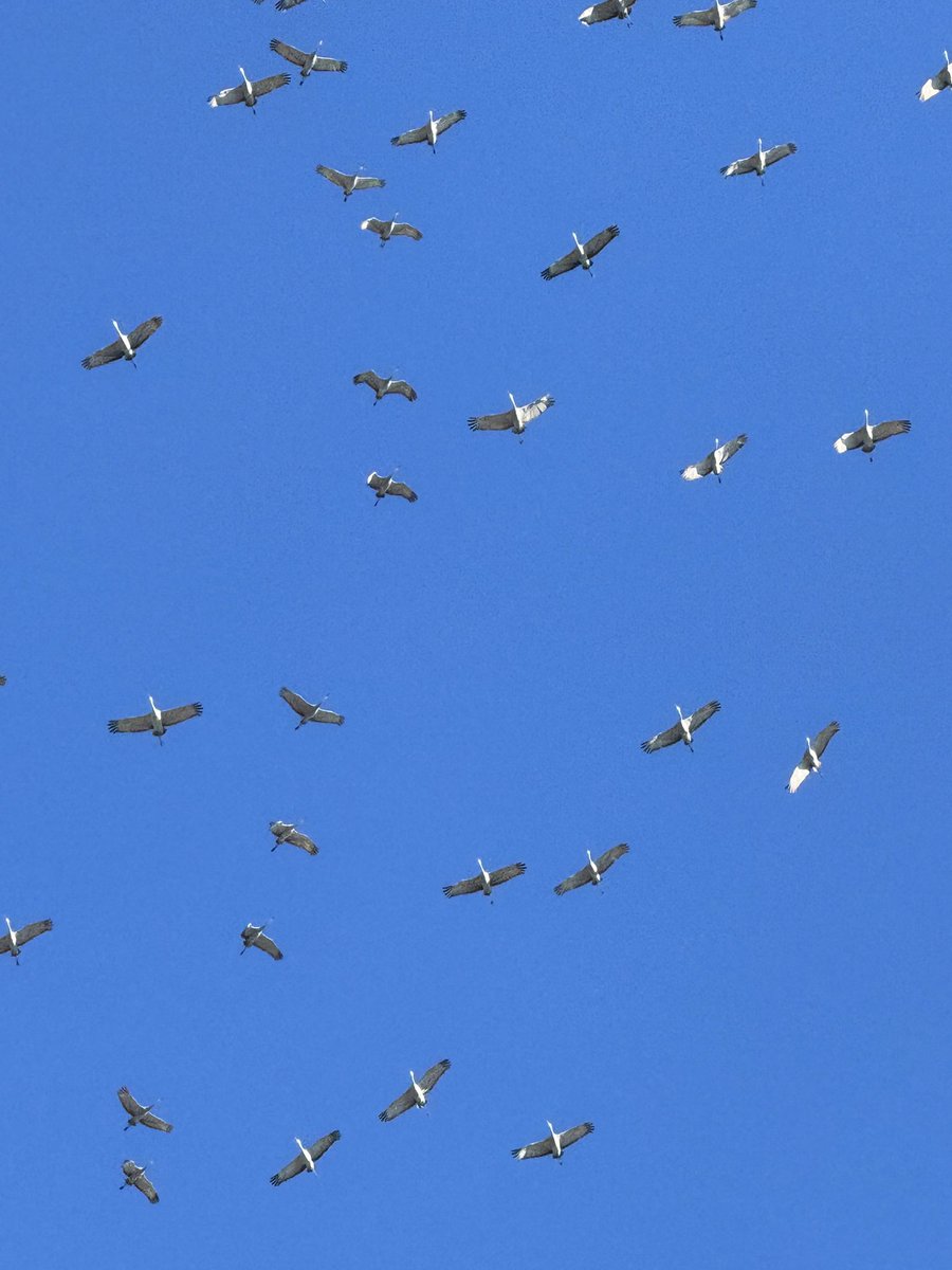 Tom Williams tweet media