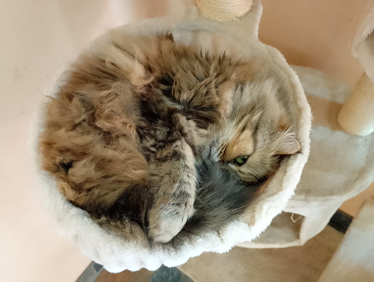 vhack0's tweet image. It's Moin Moin Monday my dudes!!!
Hope you all had a great start into the day!!