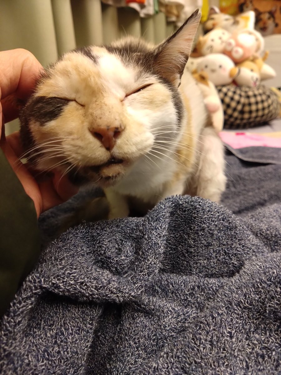 ミケちゃん (@ojm52811) / Posts / X