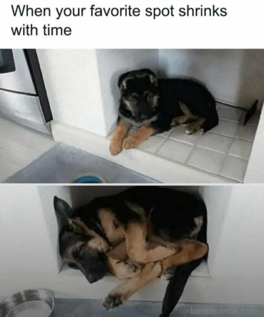 WholesomeMeme's tweet photo. https://t.co/J8iJ5ZBwqa