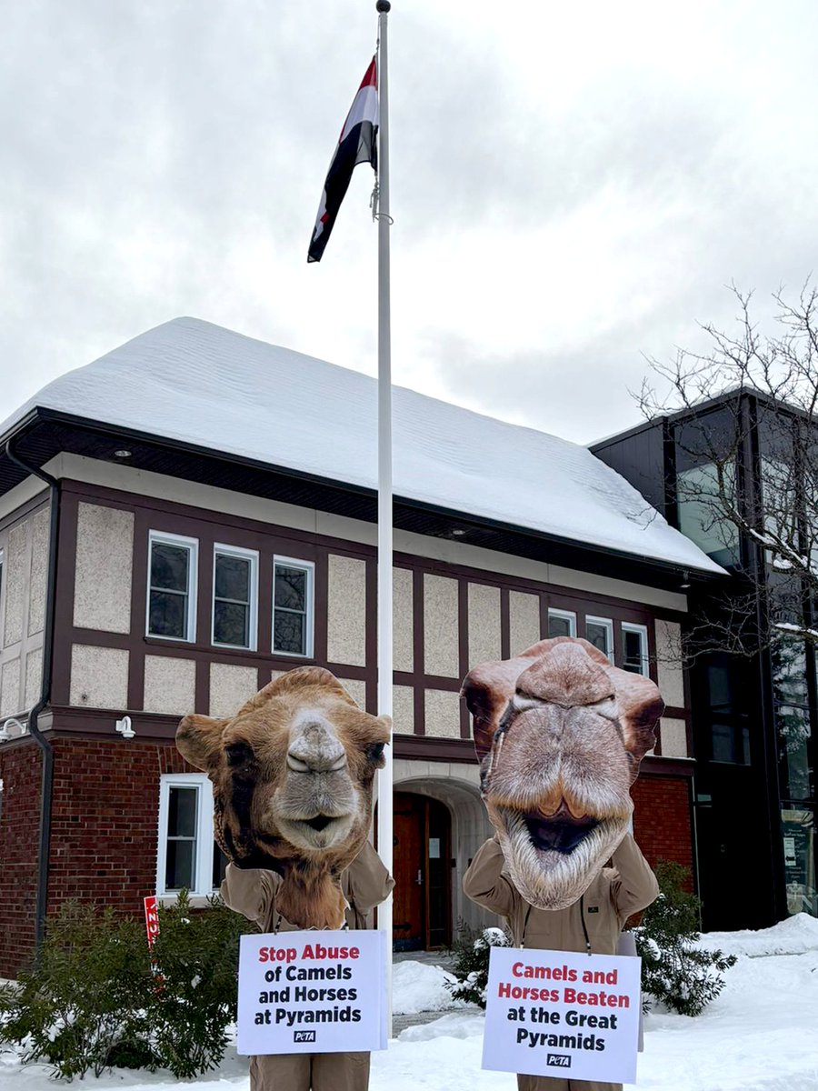 Giant camels showed up at the Egyptian Embassy after PETA Asia’s shocking exposé revealed dead horses dumped in a secret graveyard. What tourists don’t see at the Pyramids are the camels and horses who are beaten, left with untreated wounds, or killed when they can’t keep going