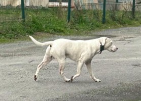 MissingTarn81's tweet photo. 15.12.25 Ça a failli nous manquer. Encore signalé errant, ce chien blanc, à Graulhet. #Tarn https://t.co/jotQHmGojt