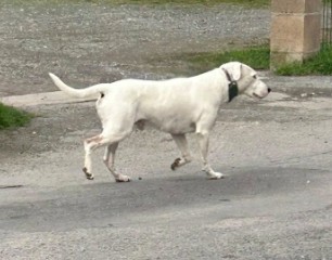 MissingTarn81's tweet photo. 15.12.25 Ça a failli nous manquer. Encore signalé errant, ce chien blanc, à Graulhet. #Tarn https://t.co/jotQHmGojt