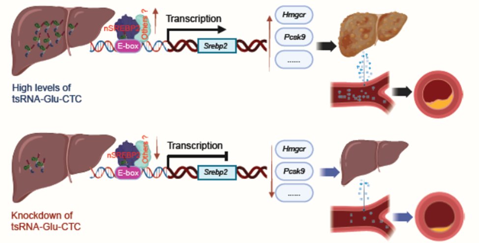 Zhou Lab tweet media