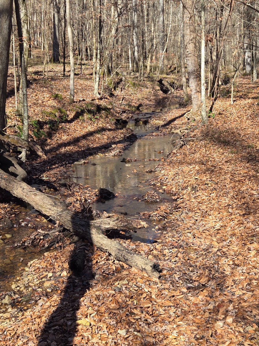 It's 17 degrees this morning and I know firsthand, that is some mighty cold water in the creek! #creek #forestry #forestrylife #cold #ThingsAForesterSees #Mississippi