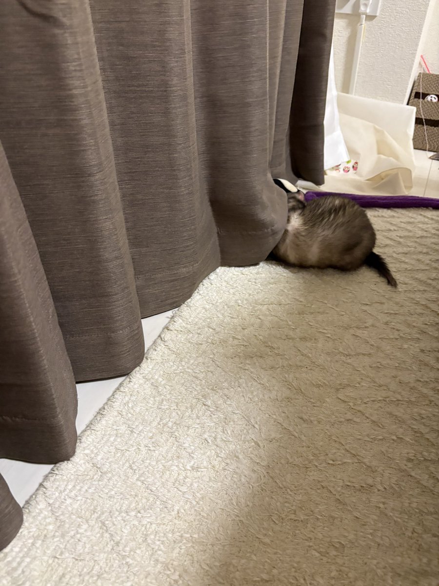 セロリ　　他の方は購入しないでください nonnonlabo あれ？まいばすにセロリ売ってなかったっけ？🤣🌱