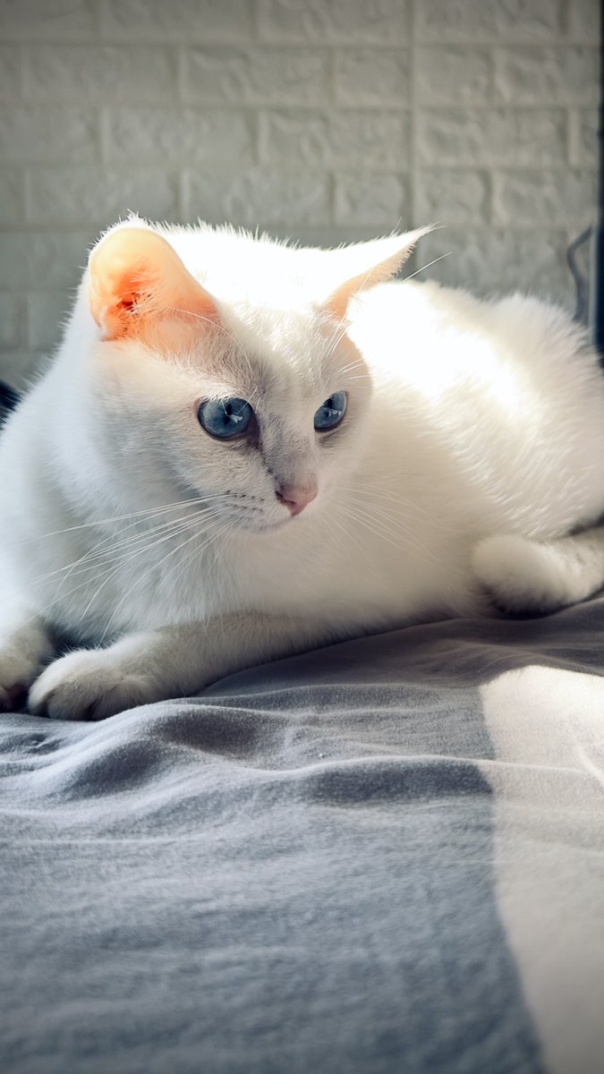 kitten_valen's tweet image. Glowing

#kittenVALEN 
#TheSorcerersApprentice
#Cat #kitty #Meow