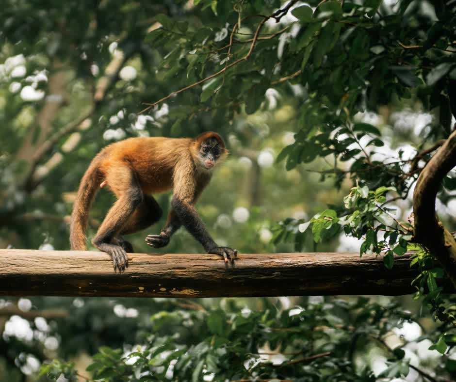 Ker & Downey tweet media