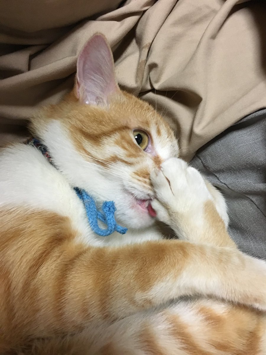 みにゃんページ Post by みにゃん on X: どういたしまして