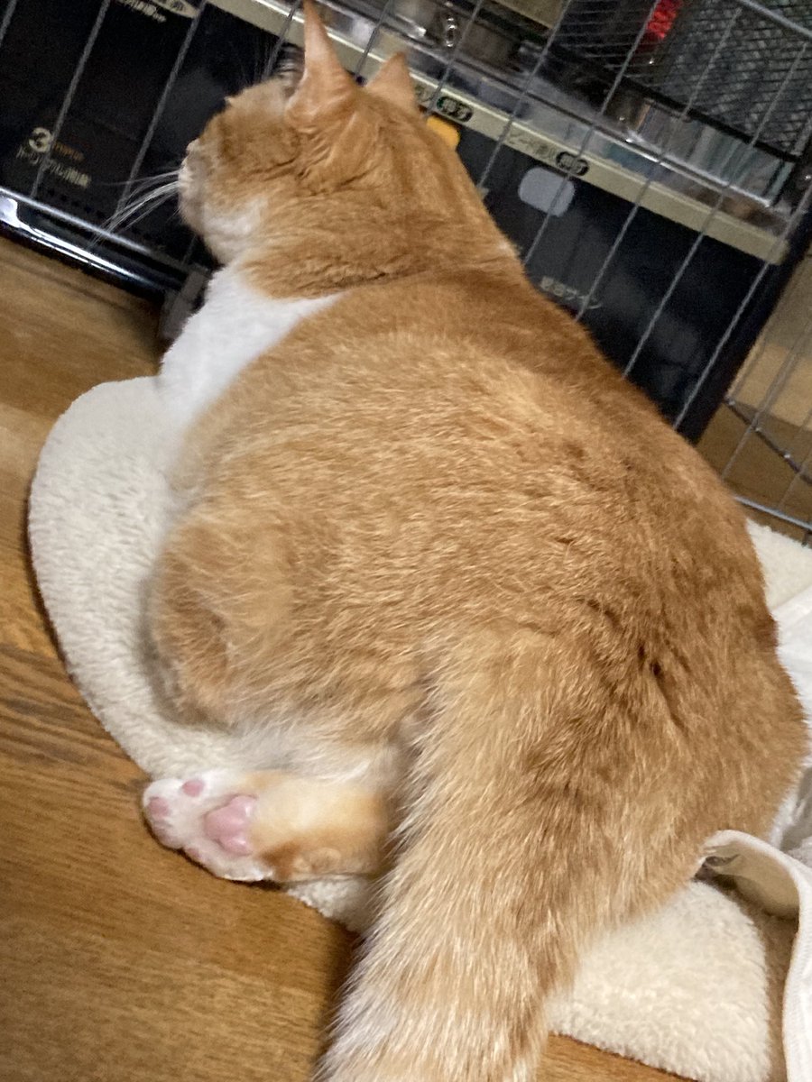 みにゃんページ Post by みにゃん on X: どういたしまして