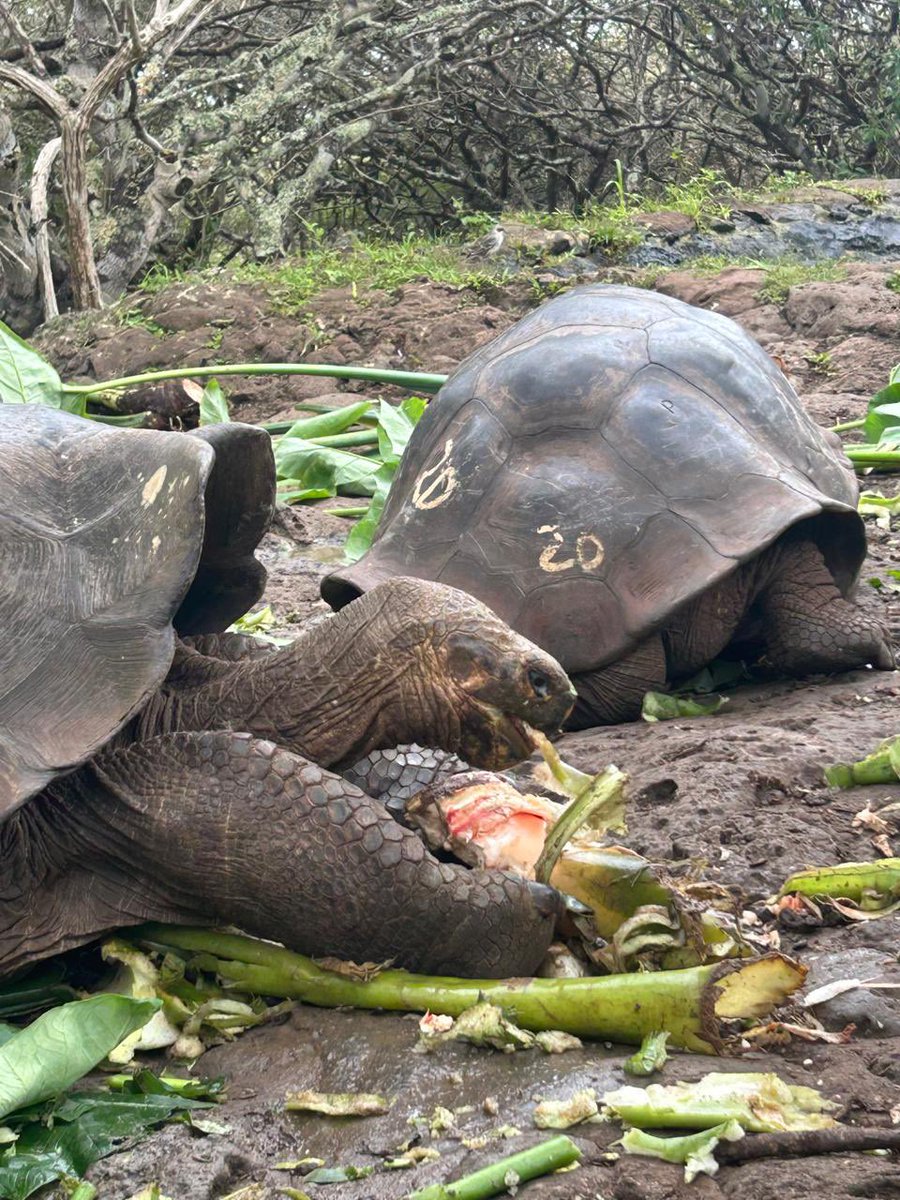 OriginalEcuador's tweet photo. Meet the legendary giant tortoises at La Galapaguera, San Cristóbal 🐢🌿
A true conservation experience in the heart of the Galápagos Islands.

#OriginalEcuador #Galapagos #SanCristobal #LaGalapaguera #GiantTortoises #EcoTravel 🌍 https://t.co/RdcfzoWjeq