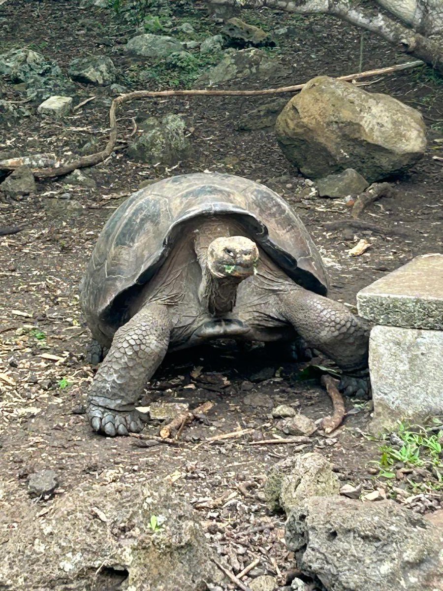 OriginalEcuador's tweet photo. Meet the legendary giant tortoises at La Galapaguera, San Cristóbal 🐢🌿
A true conservation experience in the heart of the Galápagos Islands.

#OriginalEcuador #Galapagos #SanCristobal #LaGalapaguera #GiantTortoises #EcoTravel 🌍 https://t.co/RdcfzoWjeq
