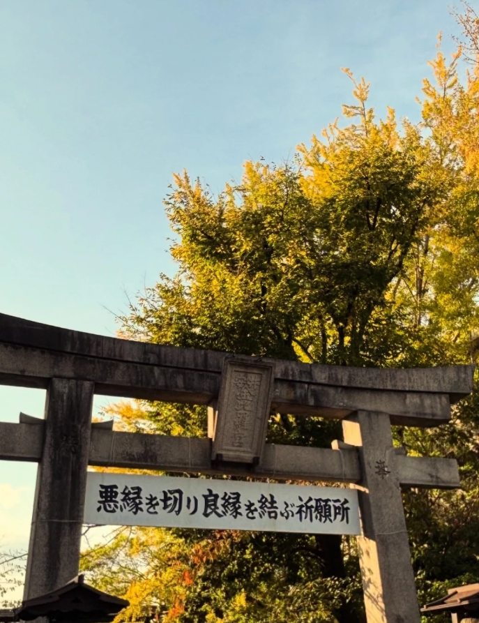 xiajibacha's tweet photo. 黄金色の紅葉が美しい秋の安��金比羅宮の鳥居が神々しい✨   
「悪縁を切り良縁を結ぶ祈願所」の文字に心が引き締まる😌   
悪い縁はここでスッキリ断ち切って、新しい幸せを引き寄せたい♡   
青空とイチョウのコントラストが最高に癒される🌳  
 心機一転、参拝したくなるパワースポットだよ🙏 https://t.co/LjWzPJywa4