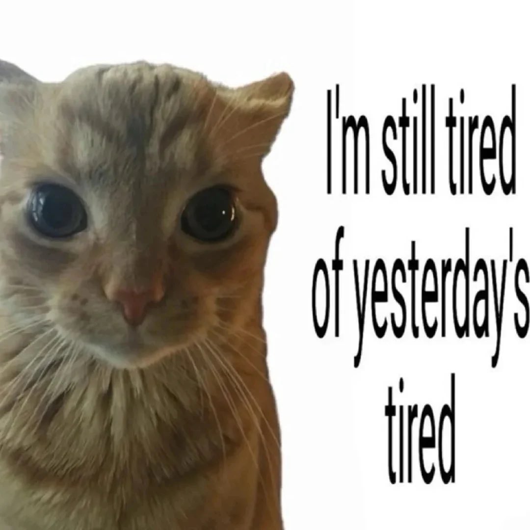 literallymecats's tweet image. 