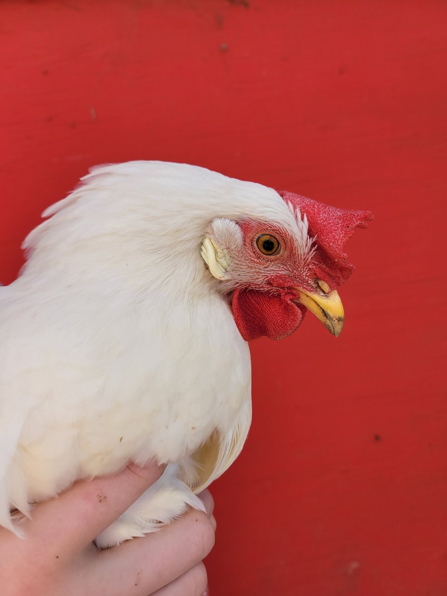 rileyranchca's tweet photo. Part 2- Heather, Ivory and Dove

#backyardchickens #chickensoftwitter https://t.co/vM2ssMeVVr