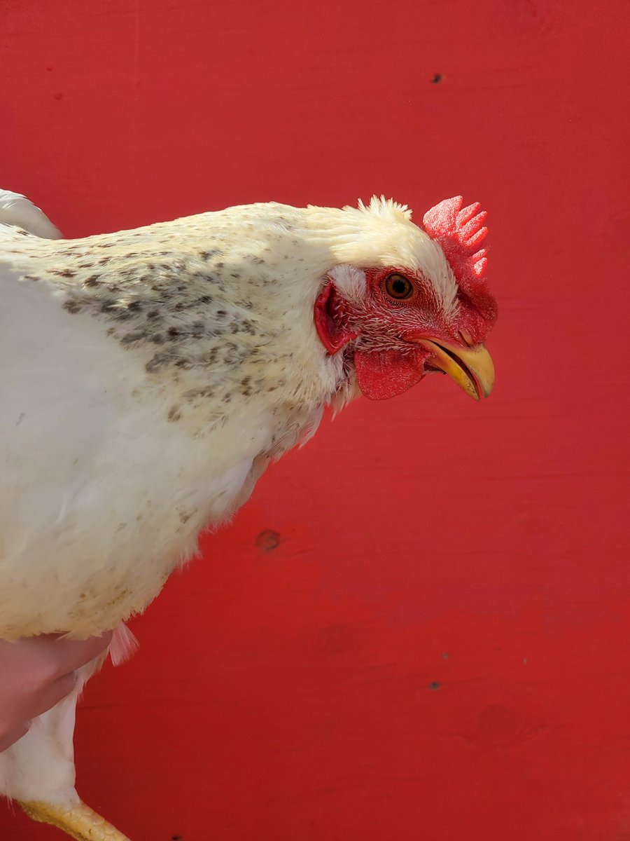 rileyranchca's tweet photo. Part 2- Heather, Ivory and Dove

#backyardchickens #chickensoftwitter https://t.co/vM2ssMeVVr