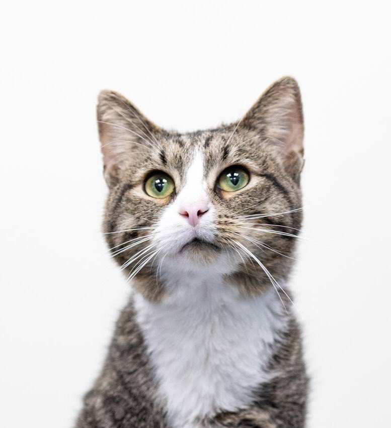 Сделайте, пожалуйста, РТ ❤️‍🩹

Это Георг, он в Москве, всю жизнь он прожил в неблагополучной квартире. 

У него 3-4 стадия ХПН, и мы ищем ему семью на доживание. Шансов на спасение нет. Но должен же быть хотя бы шанс закончить жизнь в тепле, заботе и любви, а не в приютской клетке?