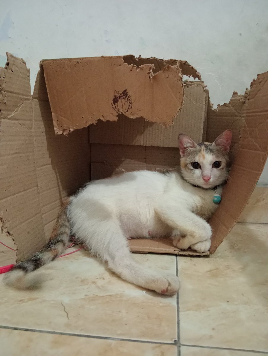 keripik_potato's tweet image. Kayanya smpe itu kardus roboh jg masih ditempatin. Kenapa kucing suka bgt sama kerdus.