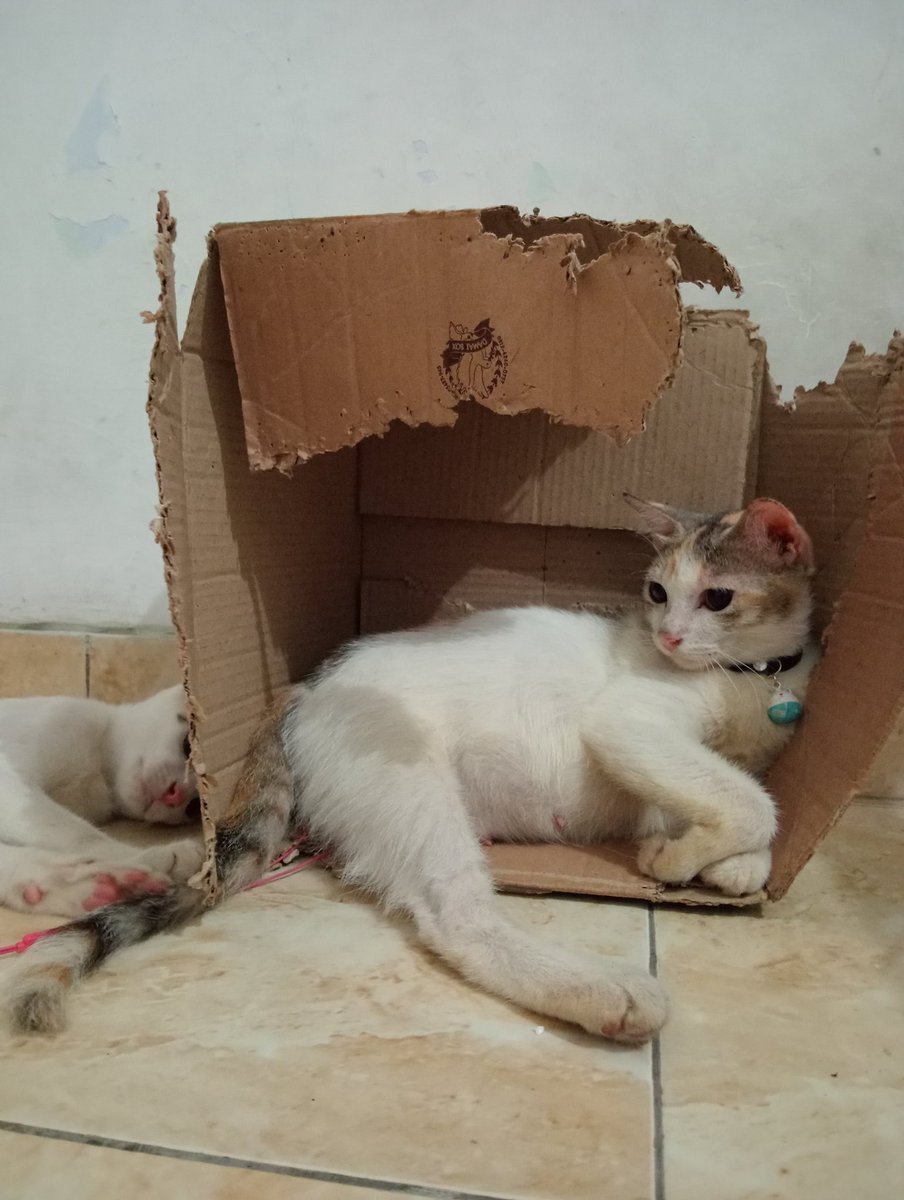 keripik_potato's tweet image. Kayanya smpe itu kardus roboh jg masih ditempatin. Kenapa kucing suka bgt sama kerdus.