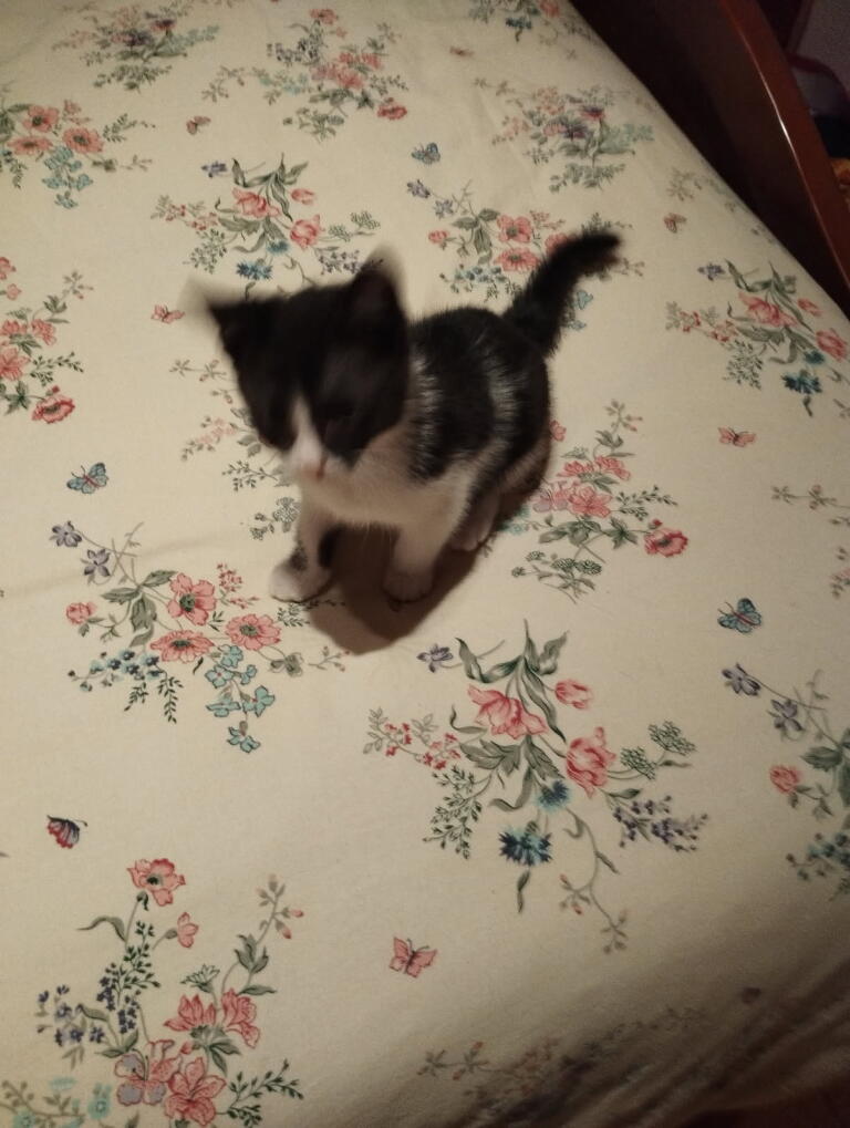 Ariel 🌊 nouveau chaton bientôt à l'adoption sur le site de l'association ➡️
associationfelicite.wordpress.com