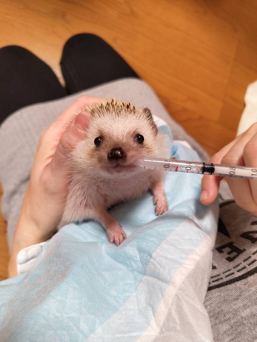 人間「ねこさん、そんな凛々しいお顔でお薬拒否しないでください💧」
ねこさん「タイミングが悪かったな人間、アタチはついさっきたらふくご飯を食べて満腹さんなのだ…」
人間「遅かったか……！！しかも💩テロがいつ起こるか…！」
ねこさん「心して待つがよい…」