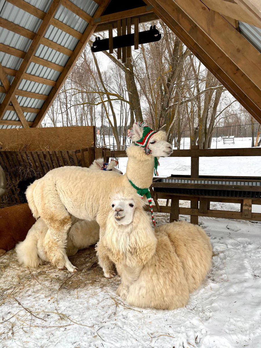 Придумала план, что повезу свою малышку <a href="/GlinaAlina/">алиняш</a> смотреть на этих прекрасный альпак в часть ее дня рождения 💅🏻

Просто хвастаюсь 🔪