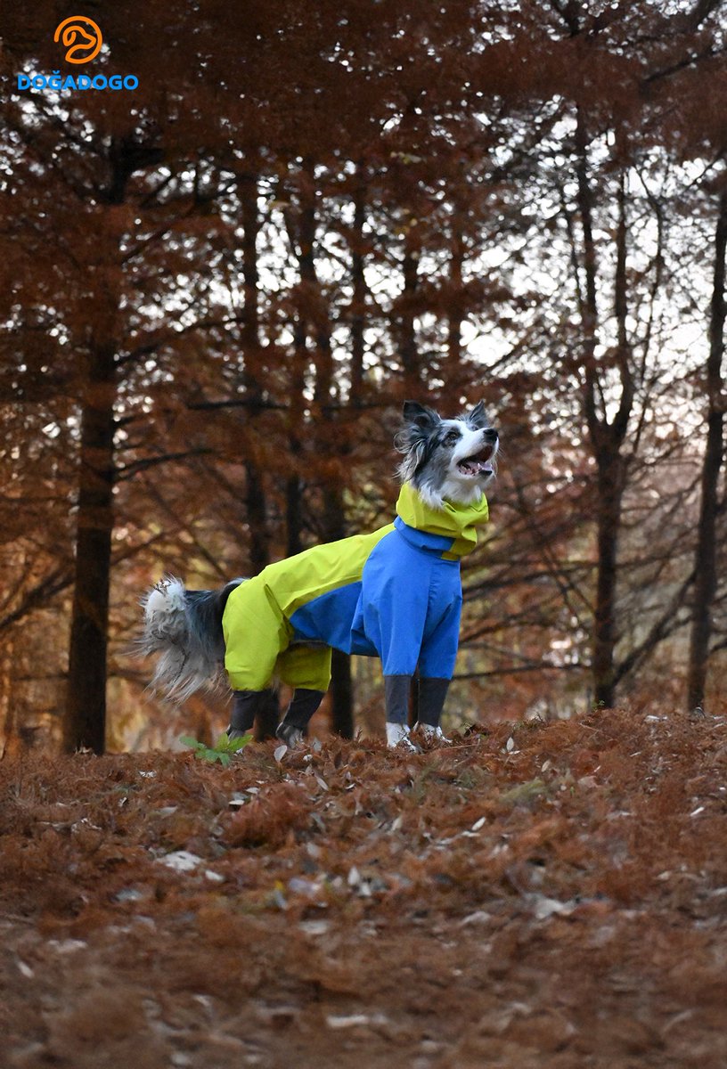 dogadogo2023's tweet image. So good-looking, you’ll forget it’s a raincoat.

Bright colors, bold in nature.
Full-coverage, seriously waterproof.
Built for real outdoor adventures — rain or shine.

#DGDG #DOGADOGO
#DogRaincoat #PetRaincoat
#OutdoorDog #PetFashion
#RainOrShine