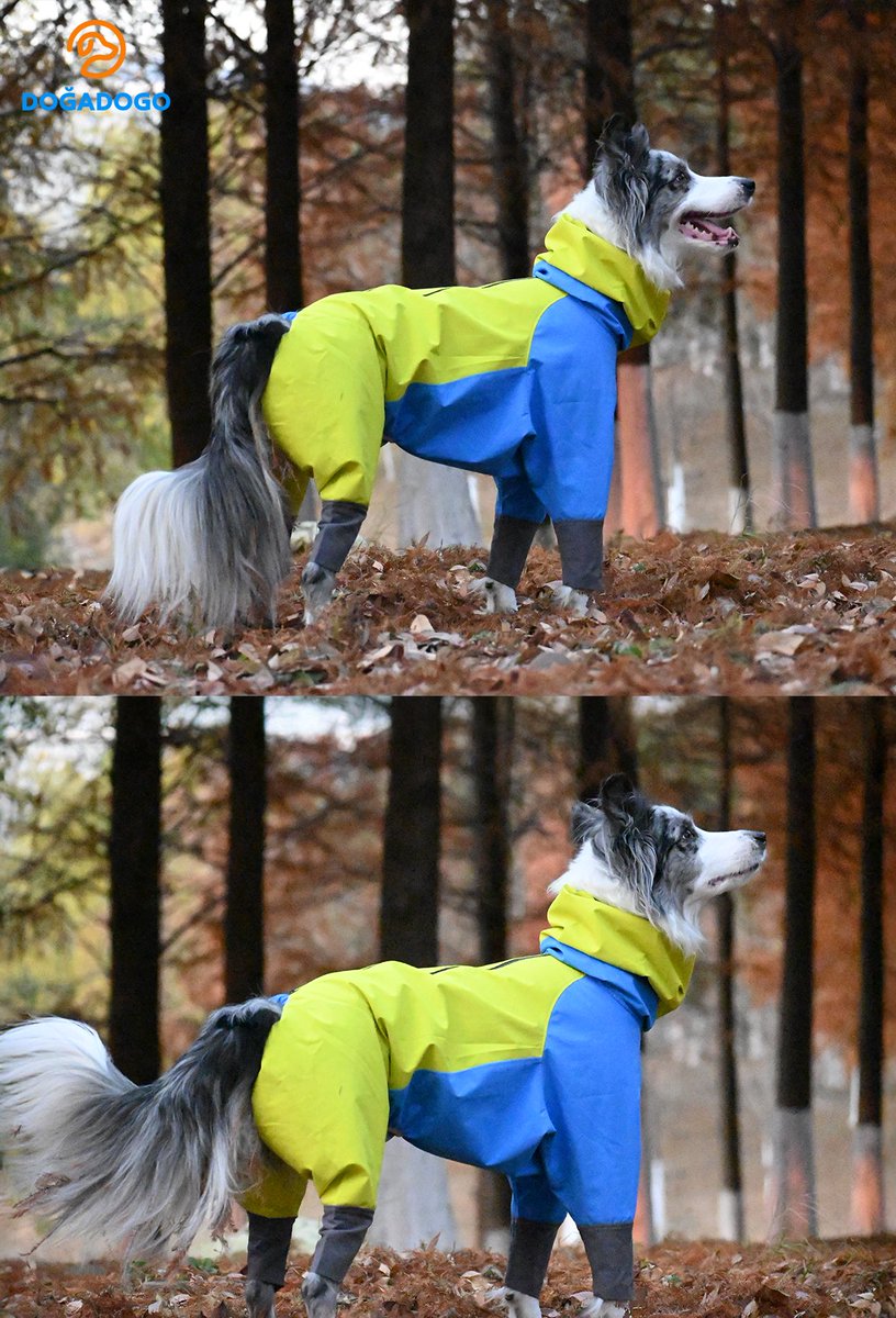 dogadogo2023's tweet image. So good-looking, you’ll forget it’s a raincoat.

Bright colors, bold in nature.
Full-coverage, seriously waterproof.
Built for real outdoor adventures — rain or shine.

#DGDG #DOGADOGO
#DogRaincoat #PetRaincoat
#OutdoorDog #PetFashion
#RainOrShine